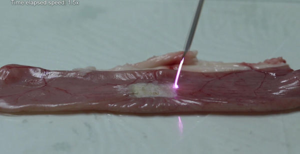 6W Pig Intestine